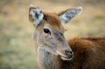 Deer Outside During The Day Stock Photo