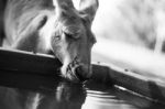 Kangaroo Outside During The Day Stock Photo