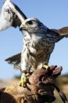 Falcon On Trainer's Glove Stock Photo