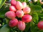 Carunda Or Karonda  (bengal-currants) Pink Fruit On Tree In The Garden.fruit For Health And High Vitamin Stock Photo