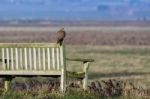 Kestrel Sitting On A Bench Enjoying The Evening Sunlight Stock Photo