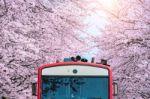 Cherry Blossom Or Sakura And Trian In Spring At Jinhae, South Korea Stock Photo