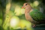 Single Colourful Dove Resting Stock Photo