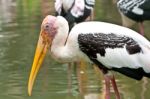 Painted Stork Mycteria Leucocephala Stock Photo