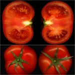 Tomatoes Collage Stock Photo