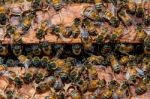 Bees Working On Honeycomb Stock Photo