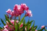 Nerium Oleander Double Pink Cultivar Stock Photo