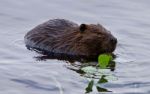 Beautiful Isolated Picture Of A Beaver Eating Leaves In The Lake Stock Photo