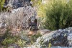 The Iberian Wolf Stock Photo