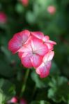 Geranium Stock Photo