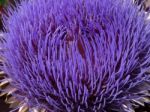 Globe Artichoke Flower (cynara Scolymus Stock Photo