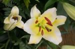 Beautiful Local White Lilly Flower Bloom Stock Photo