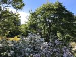 Nature And Flowers In The Park Stock Photo