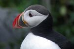 Atlantic Puffin Stock Photo