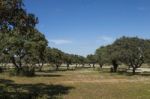 Spring Landscape In Alentejo Stock Photo