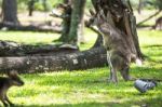 Kangaroo Outside Stock Photo