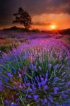 Lavender Stock Photo