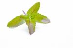 Holy Basil  On White Background Stock Photo