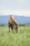 Horse Stock Photo