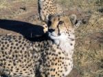 Cheetah In Namibia Stock Photo