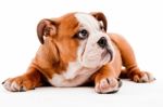 English Bulldog Stock Photo