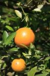 Oranges Hanging On Tree Stock Photo