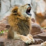 African Lion Stock Photo