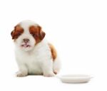 Face Of Adorable Baby Shih Tzu Pedigree Dog Eating Milk From Dis Stock Photo