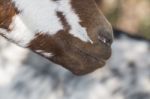 Brown Goat In A Pasture Stock Photo