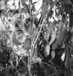 Koala In A Eucalyptus Tree. Black And White Stock Photo