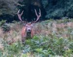 The Deer Of Richmond Park Stock Photo