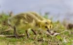 Isolated Picture With Two Chicks Of Canada Geese Stock Photo