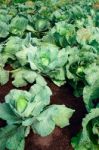 Fields Of Cabbage Stock Photo