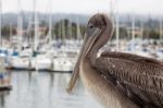 Brown Pelican (pelecanus Occidentalis) Stock Photo