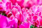 Pink White Cyclamen Flower In Garden Stock Photo