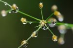 
Dew On The Grass Bright Island Beautiful Background Blur Cool Stock Photo