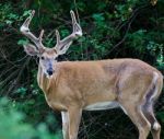 Beautiful Isolated Image Of A Wild Male Deer With The Horns Stock Photo