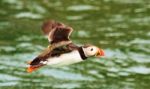 Flying Puffin Stock Photo