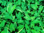 Top View Background By Green Leaves And Grass Texture Stock Photo