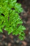 Fresh Parsley Stock Photo