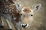 Deer Outside During The Day Stock Photo