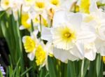 Colorful Tulips In Garden Stock Photo