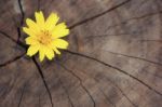 Closeup Singapore Daisy Flower With Wood Background Stock Photo