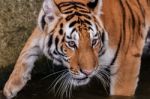 Bengal Tiger Head Close Up Stock Photo