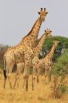 Giraffe - African Wildlife Background - Herd Of Patterns Stock Photo