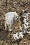 Sheep Skull Stock Photo