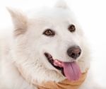 White Dog Stock Photo