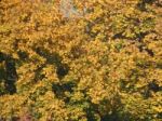 Autumn Tree Foliage Texture Stock Photo