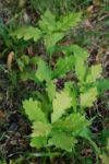 Young Oak Trees Stock Photo