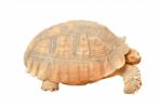 Giant Tortoise Stock Photo